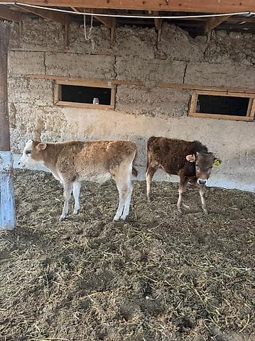 ит бишкек: Сатам | Музоо — 2