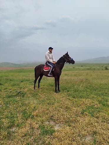 Үй жаныбарлары: Сатам | Бээ (ургаачы) | Англиялык | Ат спорту — 2