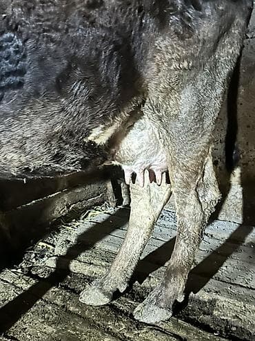 конь ат: Продаю | Тёлка | Полукровка | Для разведения | После отела — 5