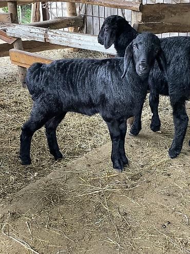 улака ат: Продаю | Овца (самка), Ягненок | Арашан | Для разведения | Племенные, Осеменитель, Ярка — 7