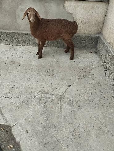 Грызуны: Продаю | Овца (самка) | Арашан | Для разведения | Племенные — 3