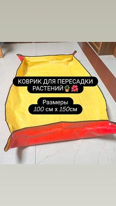 олеандр: Продаю комнатные растения, цветы . Пассифлора кализия розовая — 9