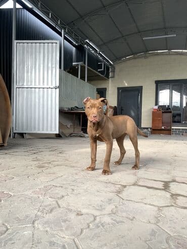 Питбуль, 6 месяцев, Самка