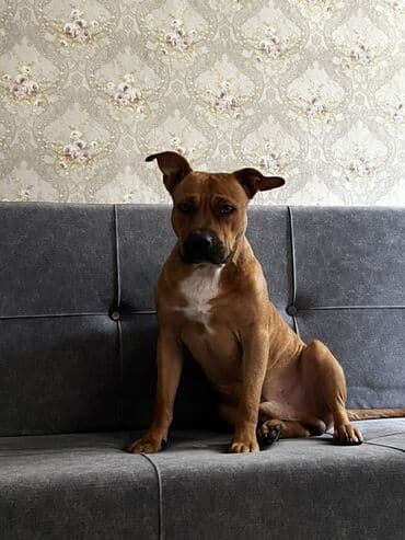 бульдог французский: Собака даром: Амстафф, 1 год, Самец, С прививкой — 1