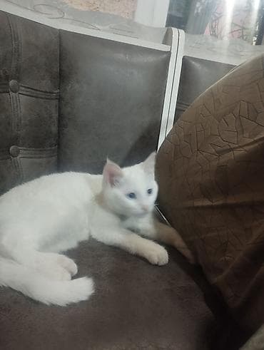 животные котенок: Белоснежный котёнок с голубыми глазами - Окрас: полностью белый — 1