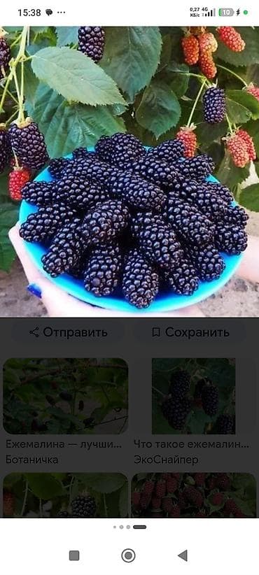 фрукты банан: Ежевика — 1