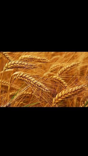 итер: Продаю🌾ячмень арпа! — 1