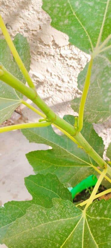 где купить саженцы гортензии в бишкеке: Продаю саженцы инжира. Возраст 1 год 8 месяцев. Саженцы растут в — 6