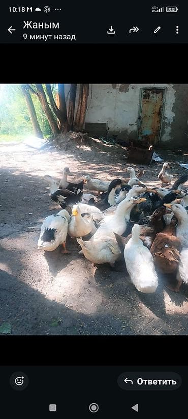 альфа стаф: Парода пикинский өрдөк баасы 800 сом 3 айлык — 2