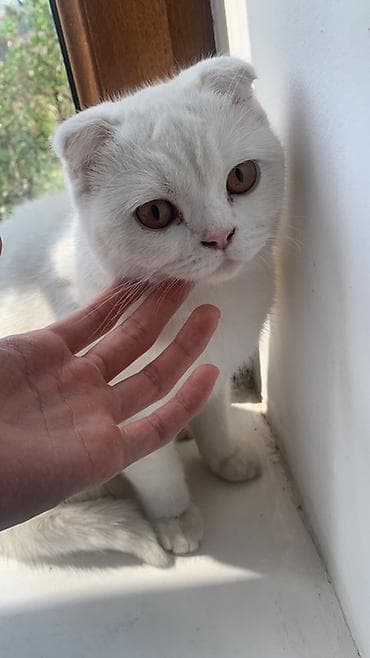 Кошки: Скотиш Фолд (Шотландская вислоухая), 1 год, Девочка, Белый — 1