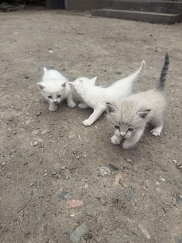 сколько стоят сиамские котята: Отдам котят в добрые руки ( Аламудинский район село Гроздь) Котята — 1