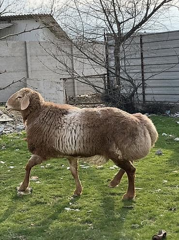 необычные животные: Продаю | Баран (самец) | Для разведения | Племенные — 2