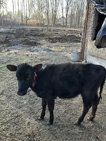 каракол животных: Продаю | Корова (самка), Тёлка | Полукровка, Алатауская | Для разведения — 8
