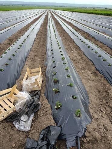 насос для повышения давления воды бишкек: Голландиядан келген фриго кулпунай көчөттөр - сиздин багыңыз үчүн — 17