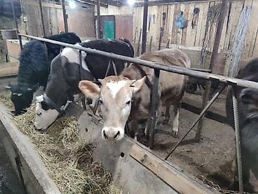 кой бишкек: Сатам | Кунаажын | Голштин, Алатоолук, Швиц | Союуга, Көбөйтүү үчүн, Бордоп семиртүү үчүн | Асыл тукумдуу, Кунажын, Байланган — 3