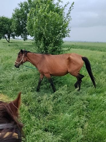 Продаю | Кобыла (самка) | Полукровка | Рабочий at lalafo.kg Продаю | Кобыла (самка) | Полукровка | Рабочий