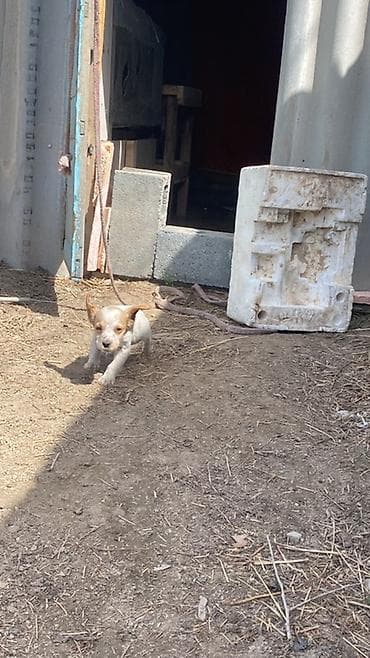 Щенок, рыже-белый, короткошёрстный, с крупными пятнами на мордочке и