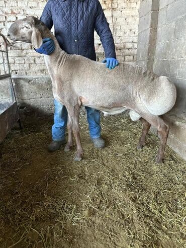 продаю в связи с переездом: Продаю | Баран (самец) | Арашан | Для разведения | Осеменитель — 6