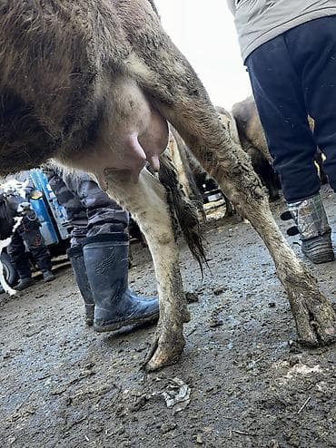 продаю птиц: Продаю | Корова (самка) | Для разведения | После отела — 3