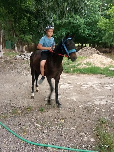 кызыл кия кыз: Сатам | Бээ (ургаачы) | Ат спорту — 4