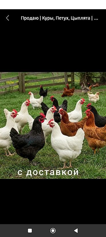 жожо бройлер: Сатам | Тооктор | Үй | Союуга — 1