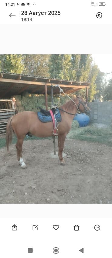 товары для кошек: Продаю | Конь (самец) — 3