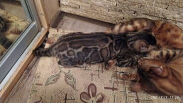 купить породистых котят: Шикарные бенгальские котята 3-4мес. Лучший подарок для любящего — 10