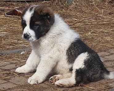 алабай собака цена: Мечтаю о большом друге 🐕 Ищу щенка-мальчика, который вырастет крупным — 2