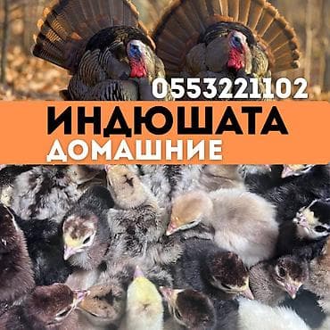 Канаттуулардын эти: Сатам | Балапандар | Союуга, Көбөйтүү үчүн, Жумуртка туудуруу үчүн — 1