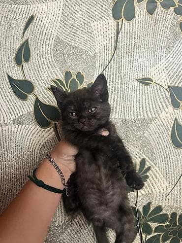 коша: Кошка даром: Скотиш Страйт (Шотландская прямоухая), 2 месяца, Мальчик, Метис, Приучена к лотку — 1
