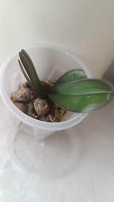 алоэ вера: Мини-орхидея (Phalaenopsis) в прозрачном пластиковом стаканчике. - — 3