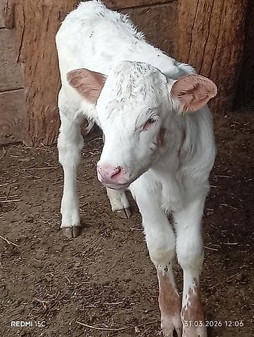 серые кошки фото: Продаю | Музоо, торпок | На откорм — 3