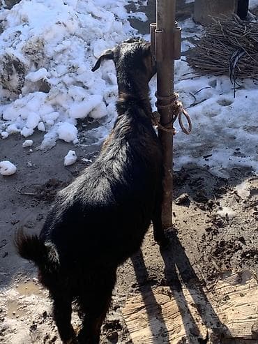 уй животных: Продаю | Козёл (самец) | Для разведения — 9