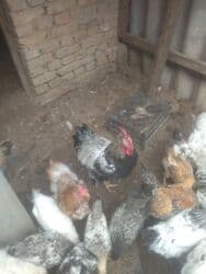 экзотическая короткошёрстная кошка: Куры — 4