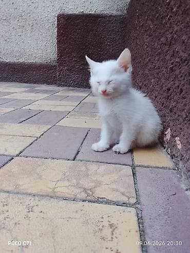 котята 1 месяц: Котята, домашние Описание: - Милые короткошёрстные котята 1 помёта — 2