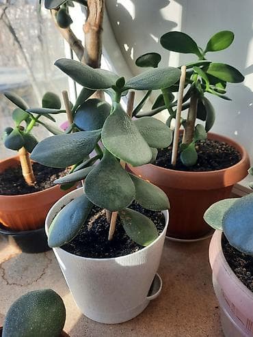 Уход и хранение одежды: Денежное дерево приносит благополучие в дом, где растет, хорошо — 4