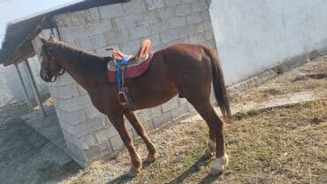 переноска для животных: Продаю | Конь (самец) — 1