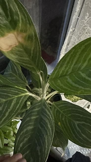 Аглаонемы: Аглаонема (Aglaonema) в горшке - Декоративно-лиственное комнатное — 3