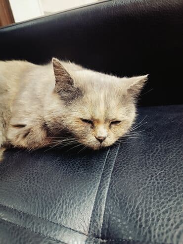 рэгдолл купить: Плюшевая кошка (порода с приплюснутой мордочкой, окрас — 3