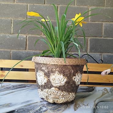 доня май: Продаётся цветущий лилейник с декоративным горшком ручной работы — 2