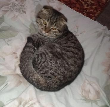 коты мейкун: Скотиш Фолд (Шотландская вислоухая), 8 месяцев, Мальчик, Серый, Приучена к лотку, Проглистована, С прививками — 2