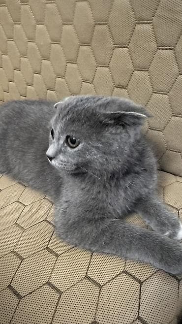 Скотиш Фолд (Шотландская вислоухая), 2 месяца, Мальчик, Серый, Приучена к лотку — 1