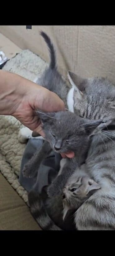 carters для мальчика: Бурманская, 2 месяца, Девочка, Серый, Проглистована — 2