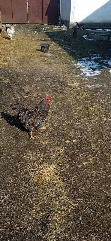 Индюки: Продаю | Петух | Домашняя | На забой — 4
