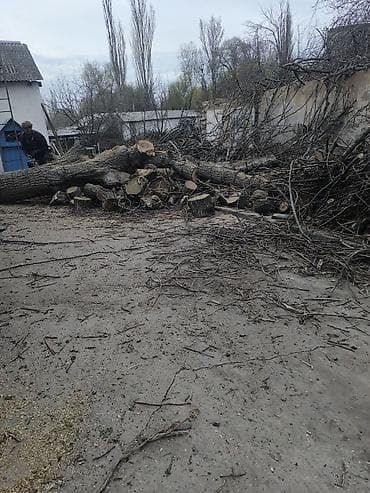 дровы: Дрова Орех, Самовывоз — 4