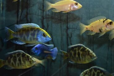 сколько стоит сиамская кошка в сомах: Продаю крупных цихлид (взрослые, от 16 см) : 1. Золотистый Леопард 2 — 6