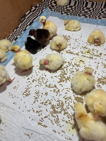 котята скоттиш страйт: Продаю | Цыплята | Для разведения — 4