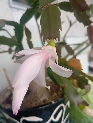 кукуруза семина: Декабрист (Шлюмбергера) с нежно‑розовым цветком в горшке. - Вид — 1
