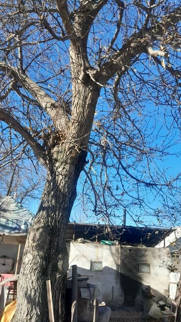 бу спальный гарнитур бишкек цены: Жаңгак багы сатылат — 4