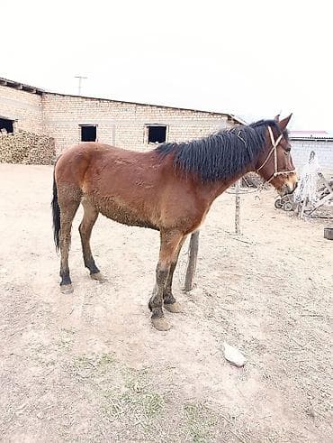 Продаю | Кобыла (самка) | Полукровка | Рабочий